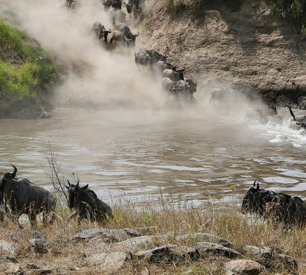 Masai Mara budget Safari