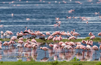 Kenya jeep safari packages