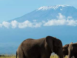 Kilimanjaro Safari