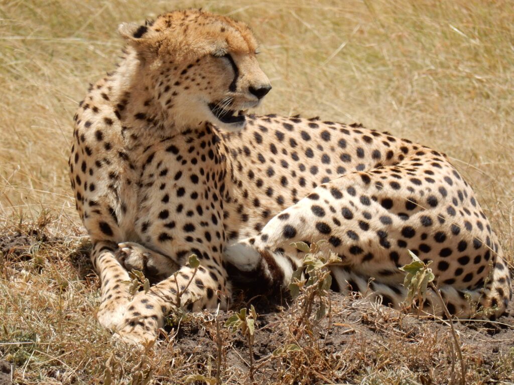 Kenya Jeep Safari Packages