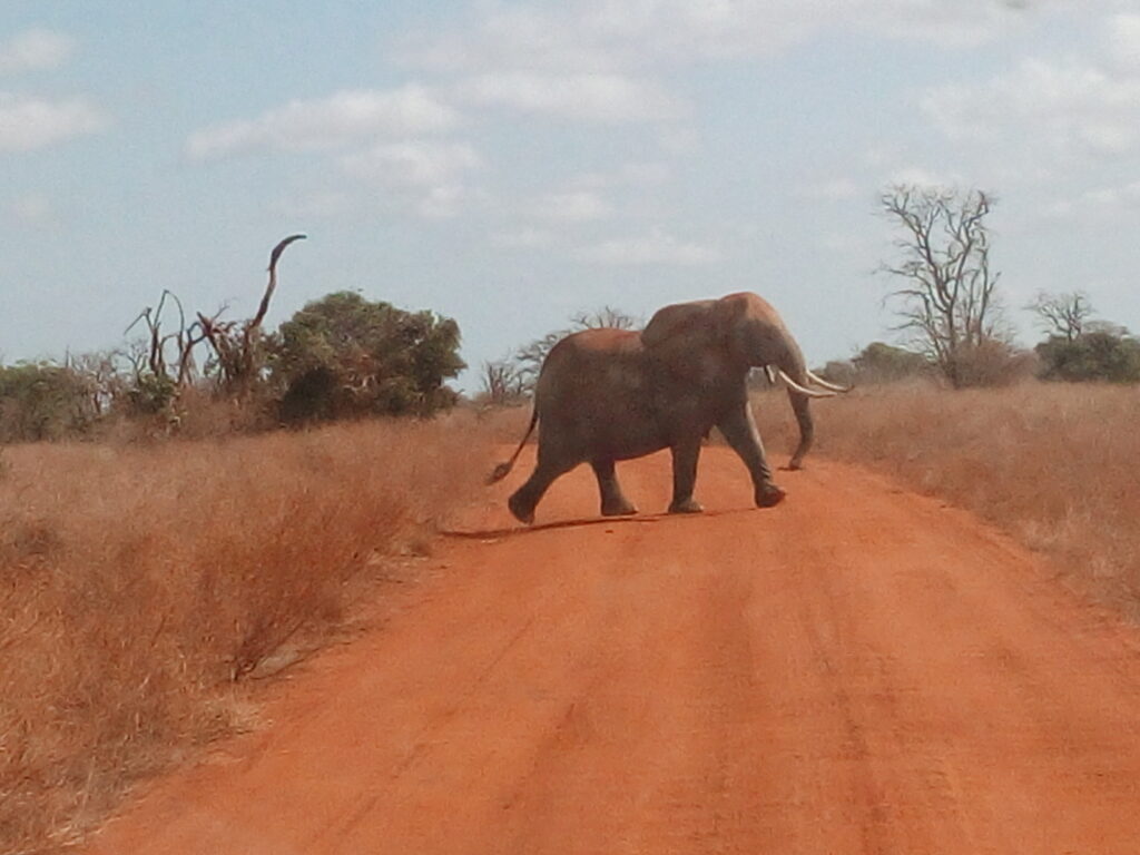 Kenya jeep Safari Packages