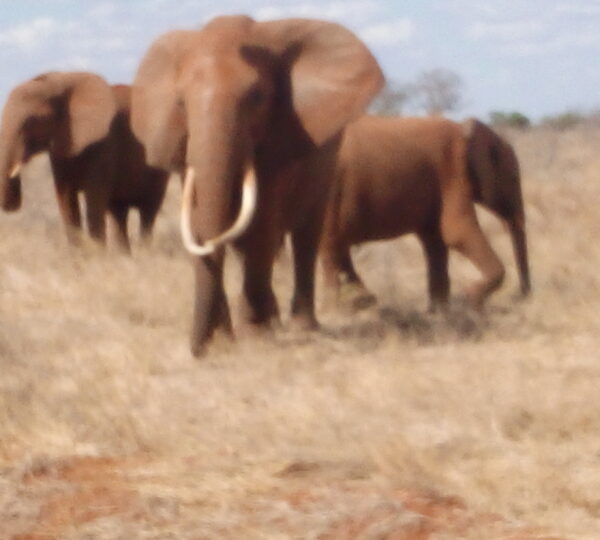 1-Day Tsavo East Safari