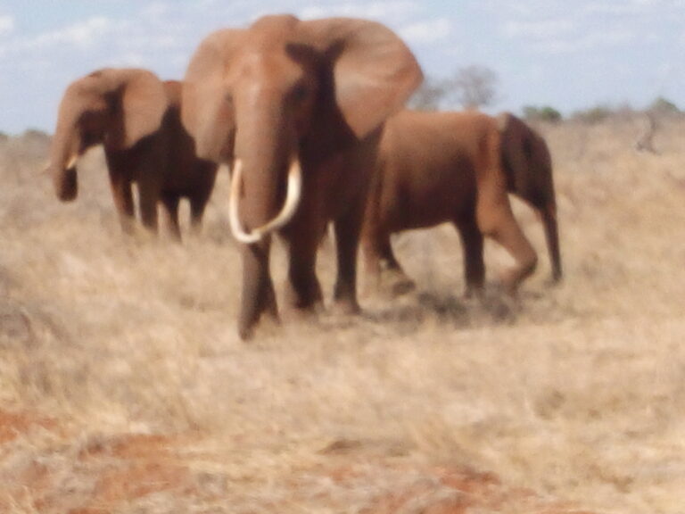 1-Day Tsavo East Safari