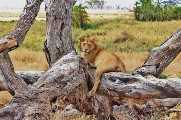 Serengeti National Park